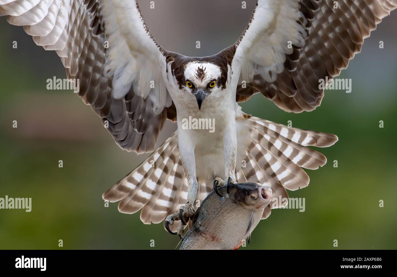 osprey-photo