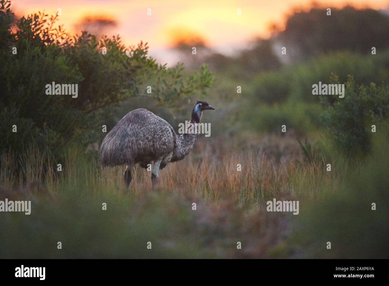 Giant Emu (Dromaius novaehollandiae), Meadow, Sideways, Standing, sunset, Wilsons Promontory National Park, Victoria, Australia Stock Photo