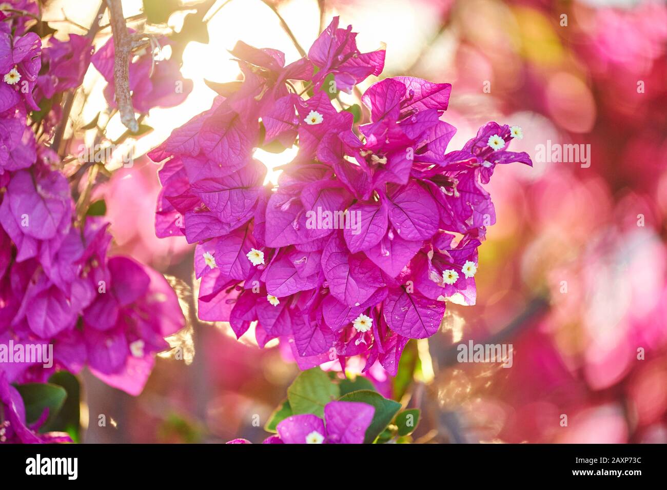 Great bougainvillea (Bougainvillea spectabilis), blossoms, close-up, Brisbane, Queensland, Australia Stock Photo