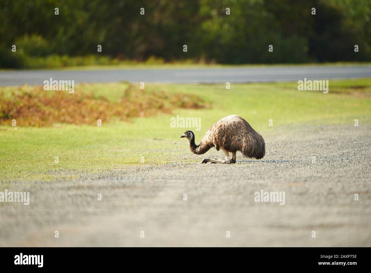Emu roadside store