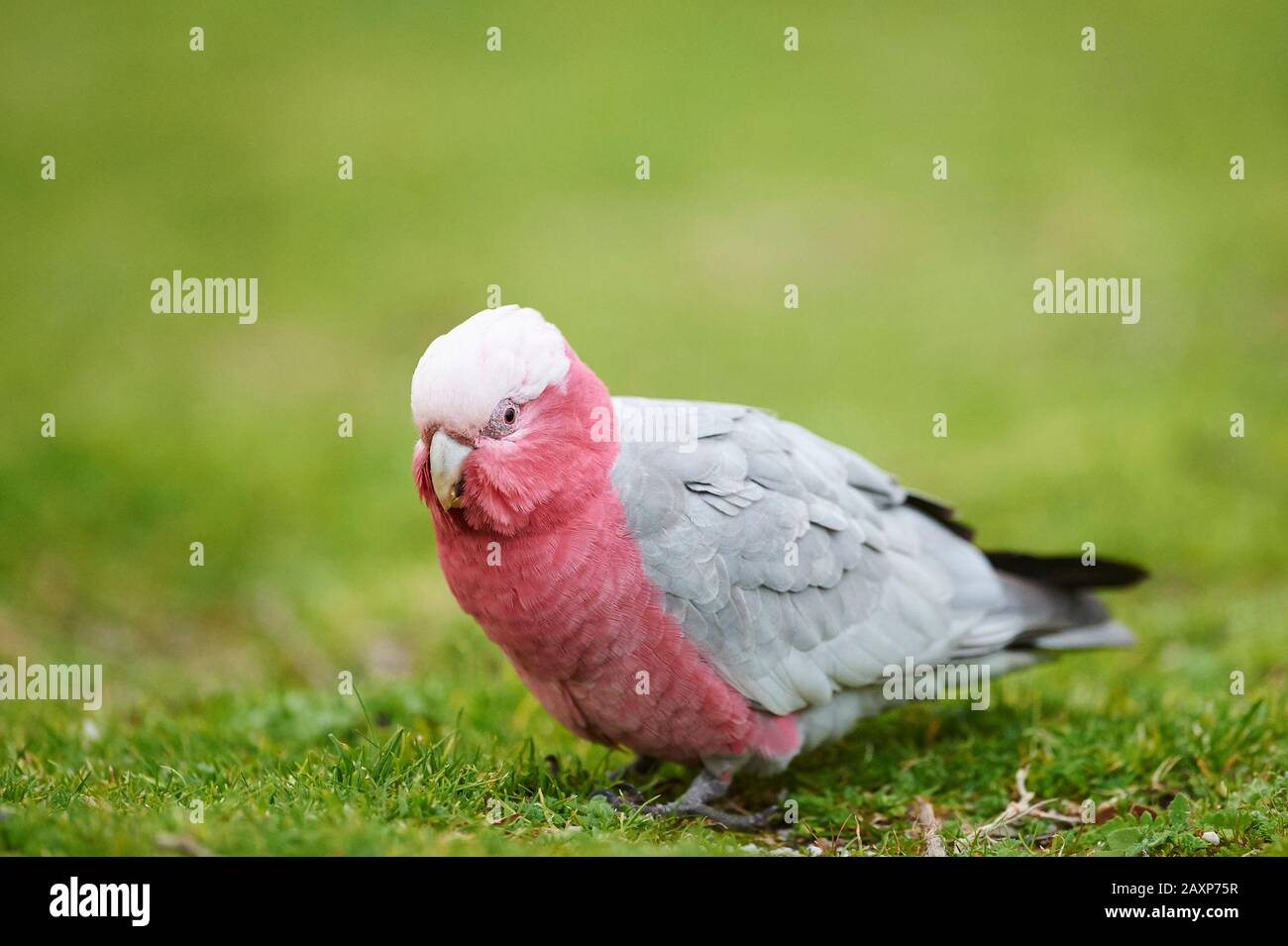 Pink Cockatoo (Eolophus roseicapilla), Meadow, Sideways, Standing ...
