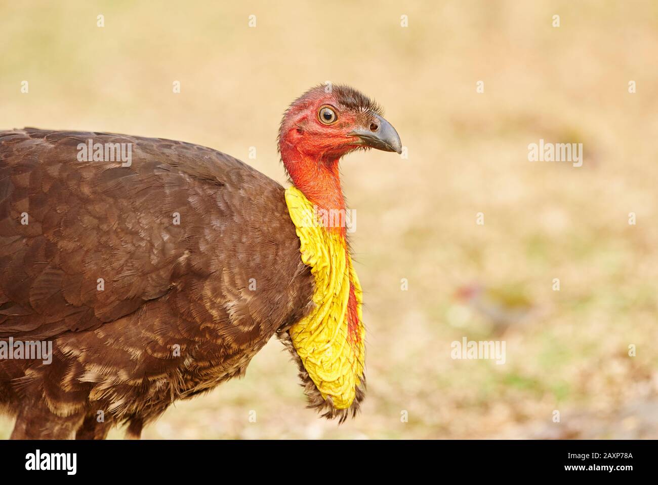 Bush turkey (Alectura lathami), Meadow, Sideways, Standing, O'Reilly's