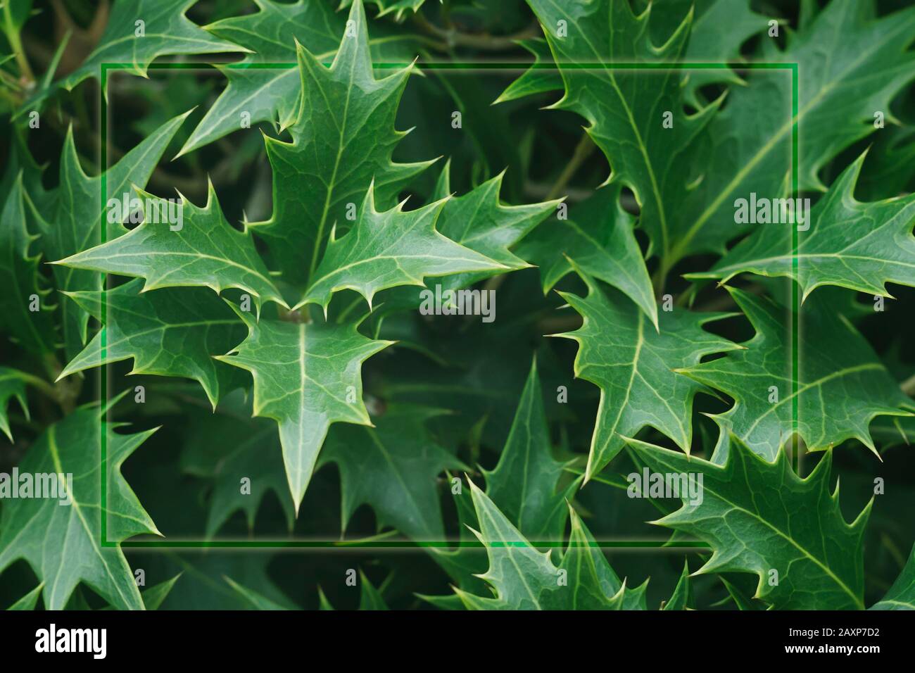 Top view closeup on a branch of a holly tree with a rectangular transparent frame and copy space. Abstract green natural texture background Stock Photo