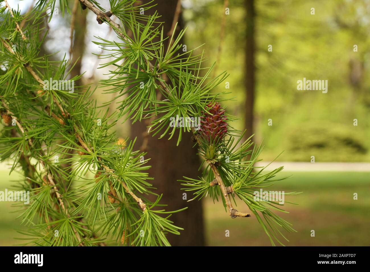New needles appear on the branches of the larch. Spring in the park. Stock Photo