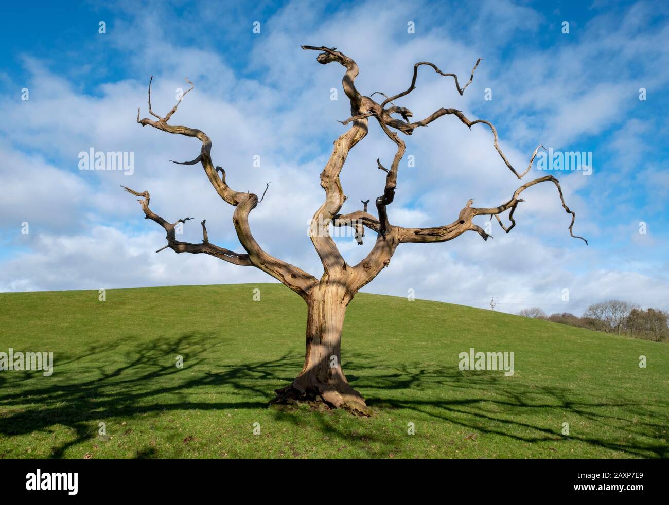 A lone dead tree in a field near Dumfries, Dumfries & Galloway, Scotland. Stock Photo