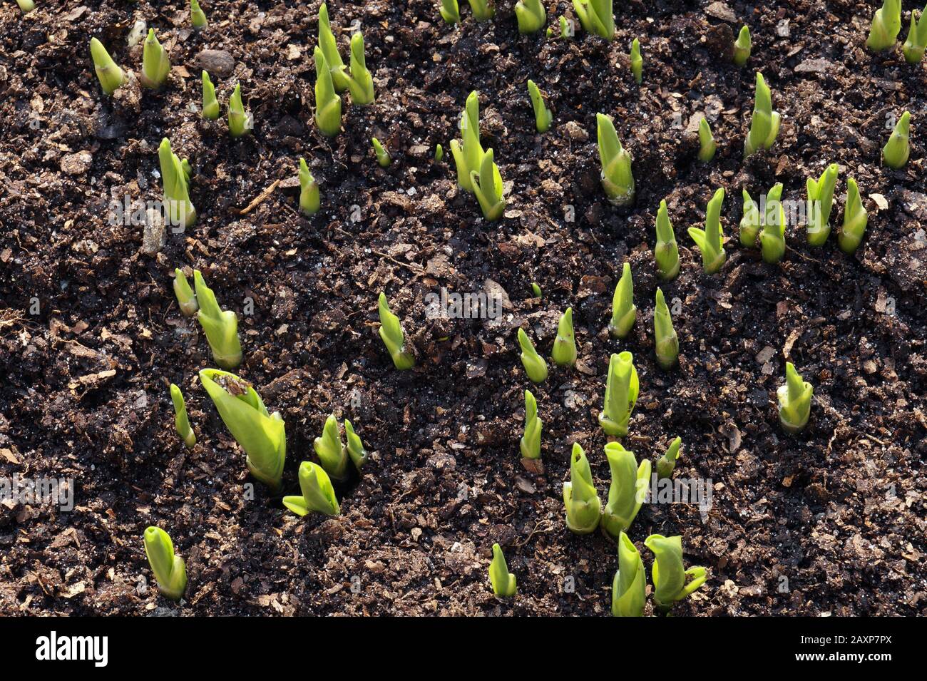 Hosta is a genus of plants commonly known as hostas, plantain lilies (in Britain) and occasionally by the Japanese name giboshi. Spring. Stock Photo