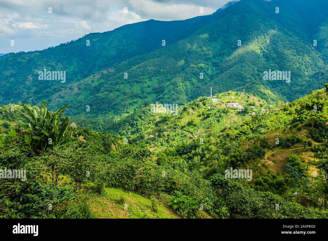 Blue mountains of Jamaica coffee growth place hills Stock Photo Alamy