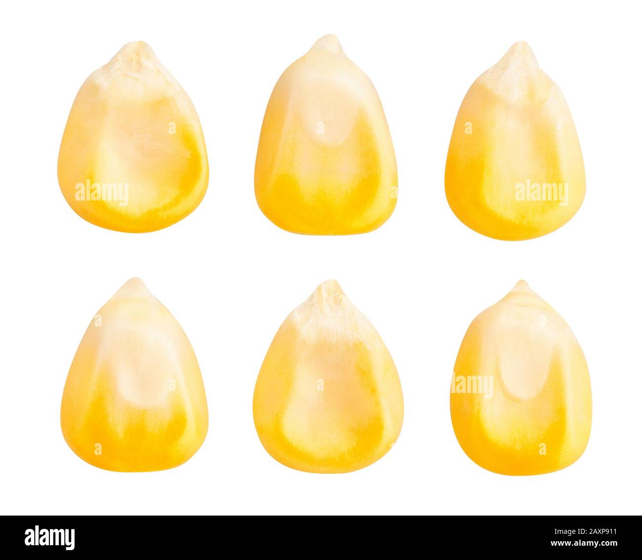 corn kernels path isolated on white Stock Photo Alamy