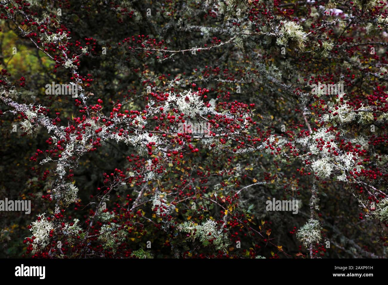 Hawthorne berry hi-res stock photography and images - Alamy