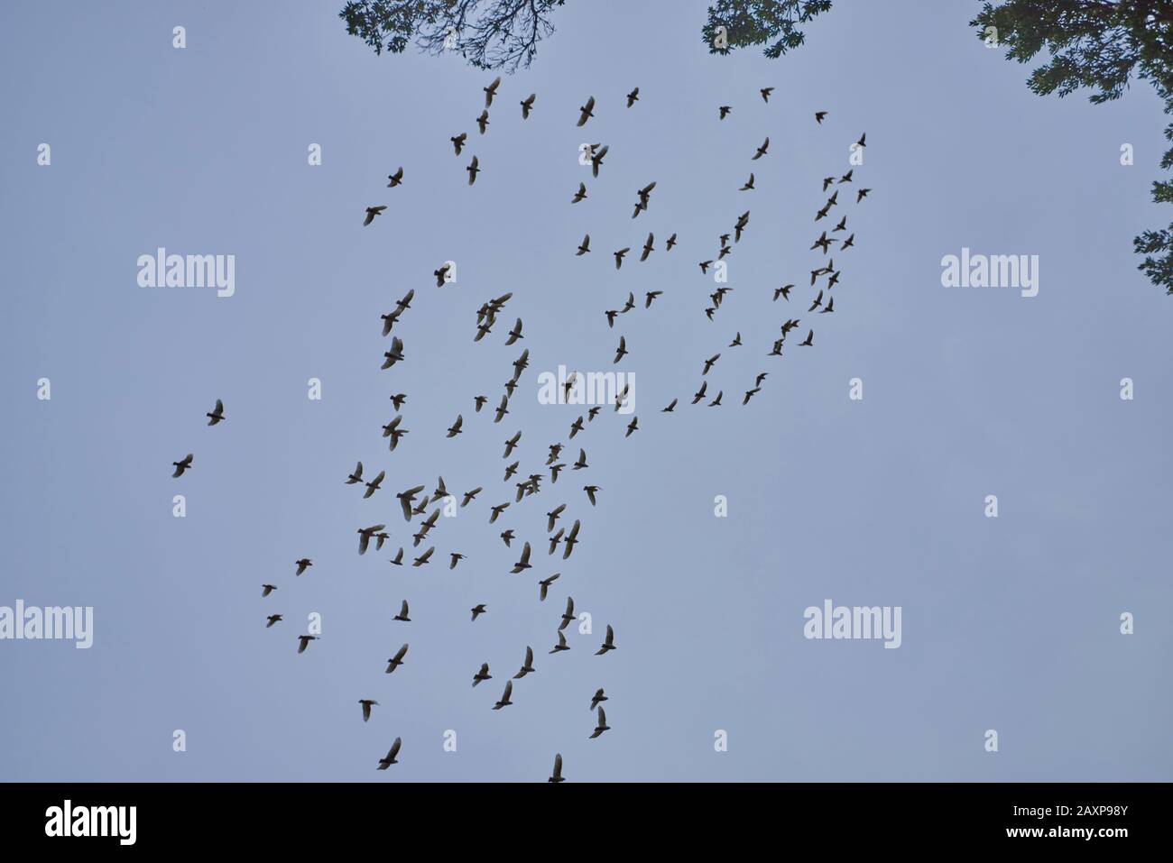 The white cockatoo (Cacatua alba), swarm, fly, Wilsons Promontory National Park, Victoria, Australia Stock Photo