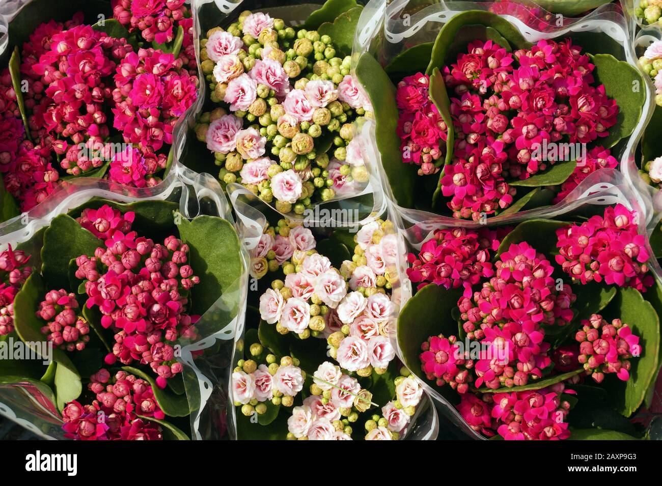 Kalanchoe  in pots is commonly purchased during the Lunar Calendar New Year for decorative purposes, it also forms decorations on tables during Easter Stock Photo