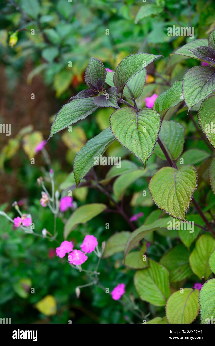 plectranthus,soft leaves,foliage,display,displays,garden,RM floral Stock Photo