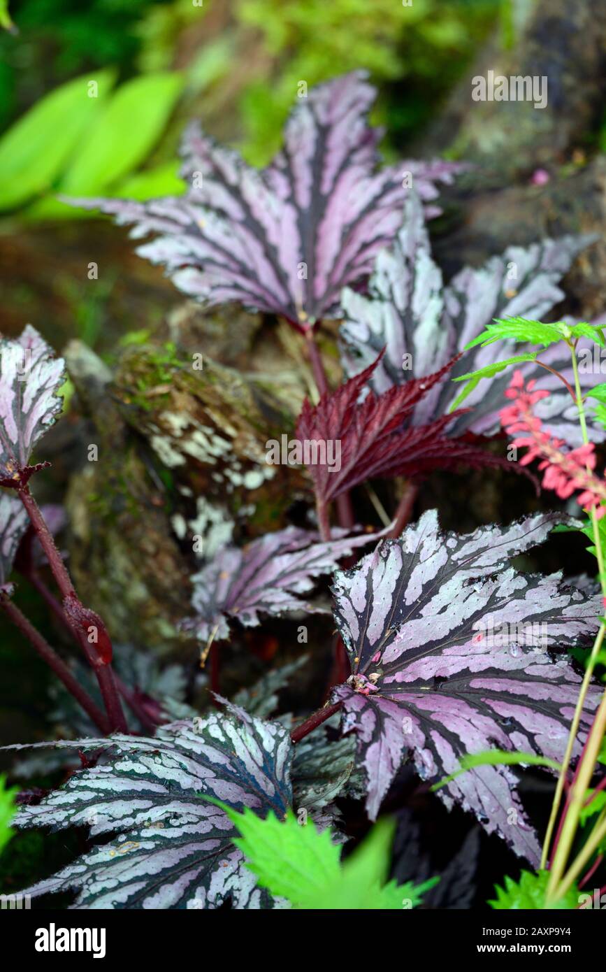 Begonia Garden Angel Blush,purple variegated foliage,leaves,attractive foliage,shade,shady,shaded,exotic,tropical plant,RM Floral Stock Photo