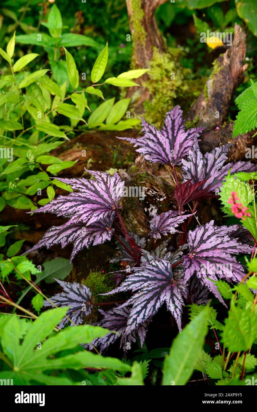 Begonia Garden Angel Blush,purple variegated foliage,leaves,attractive foliage,shade,shady,shaded,exotic,tropical plant,RM Floral Stock Photo
