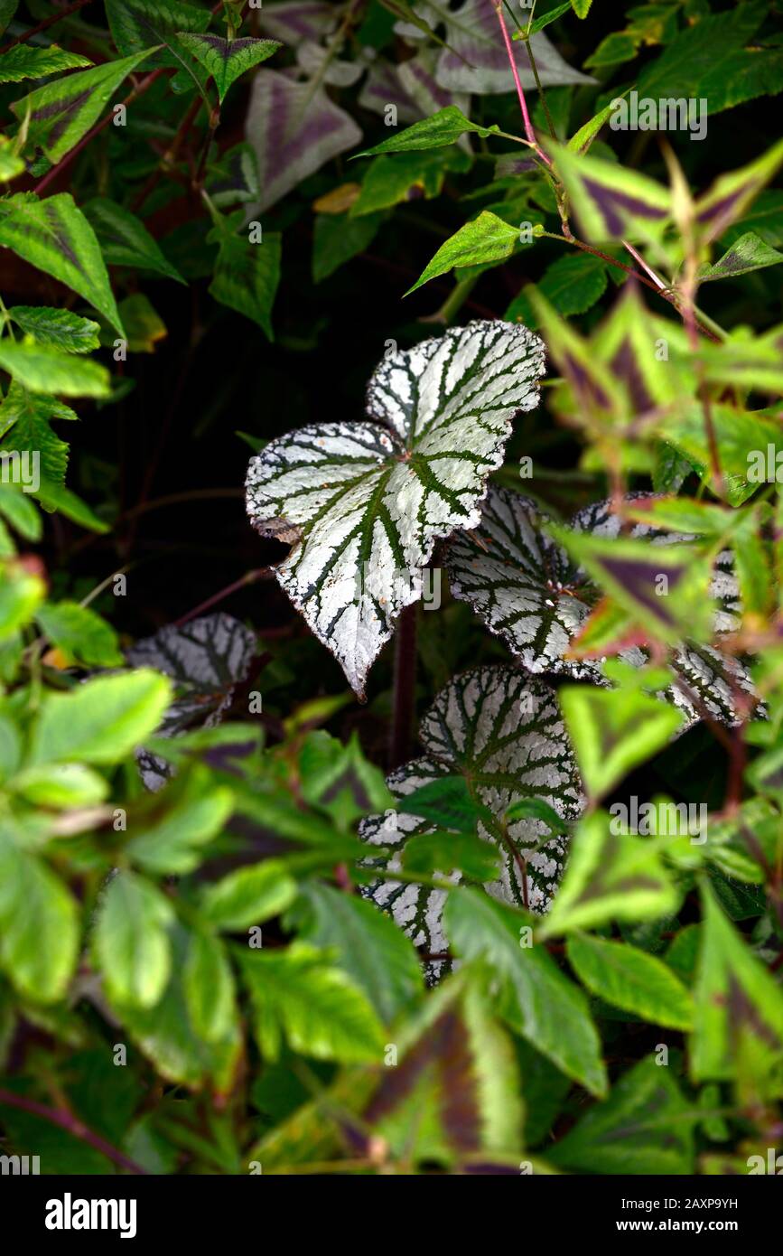 Begonia species ex Taiwan,begonia taiwaniana,silver variegated foliage,leaves,attractive foliage,shade,shady,shaded,exotic,tropical plant,RM Floral Stock Photo