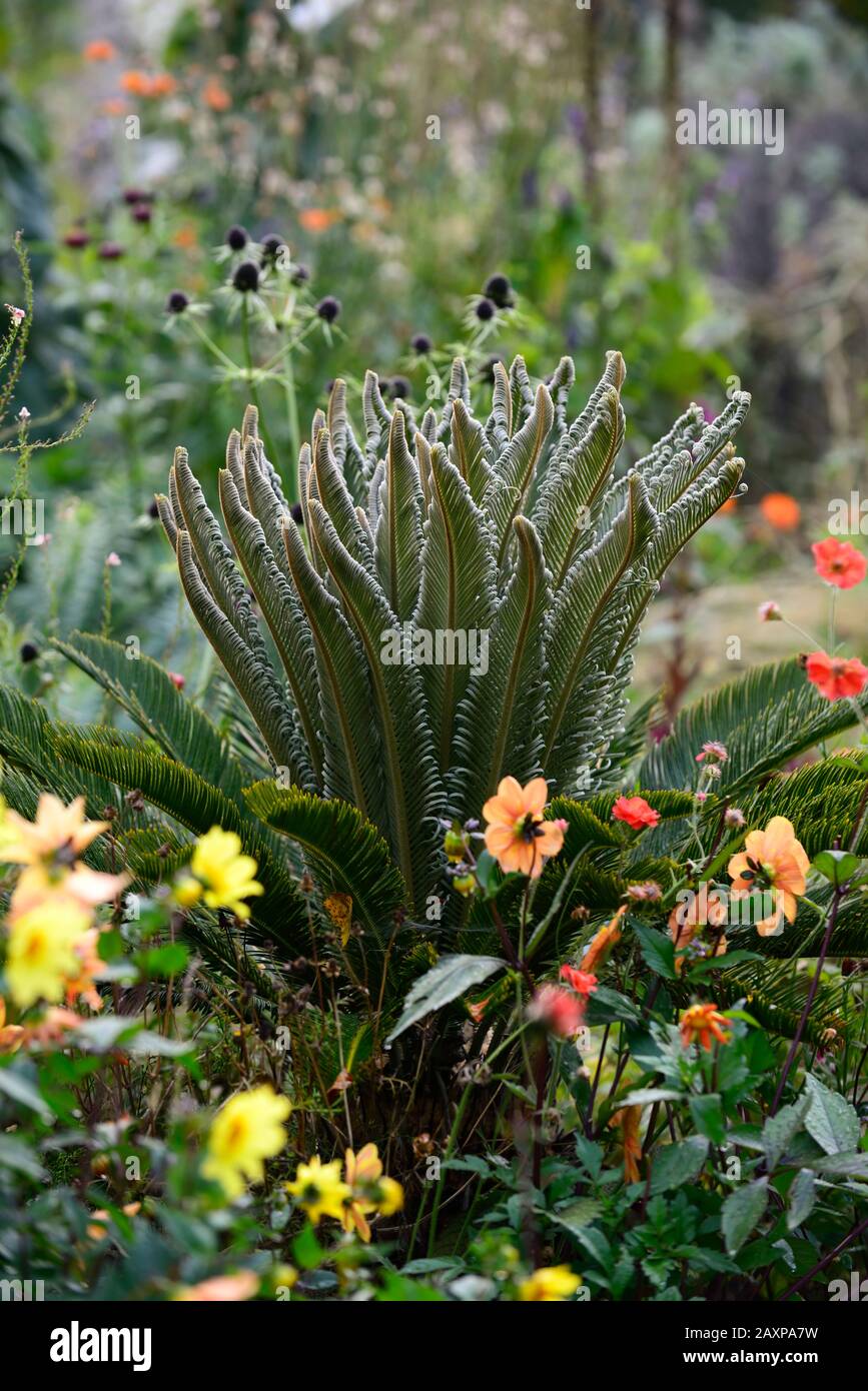 Eryngium guatamalense hires stock photography and images Alamy