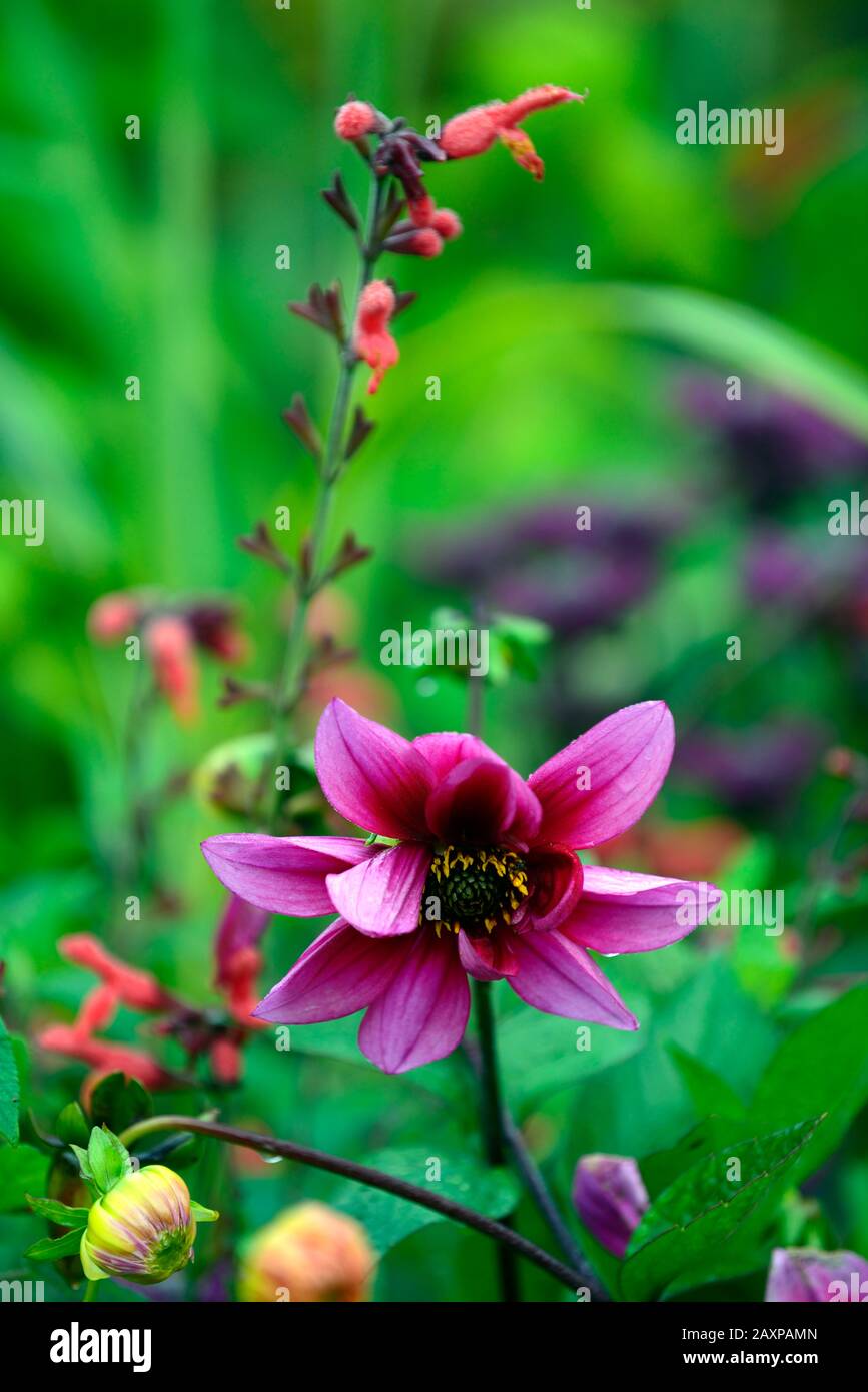 Dahlia purple flower hi-res stock photography and images - Alamy