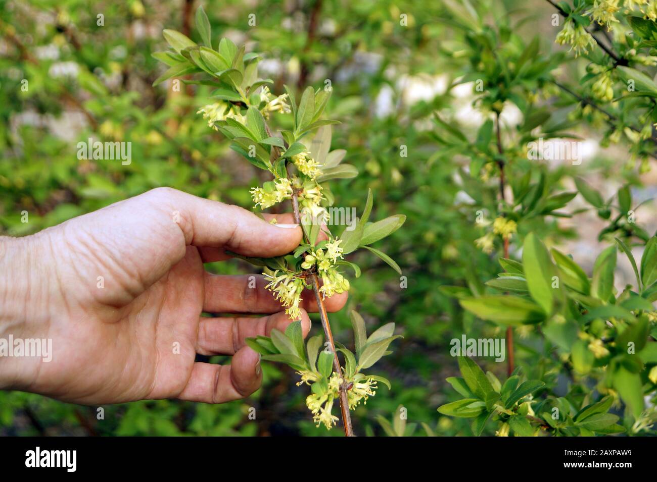 Kamchatka berry (Lonicera caerulea)honeyberry. The gardener