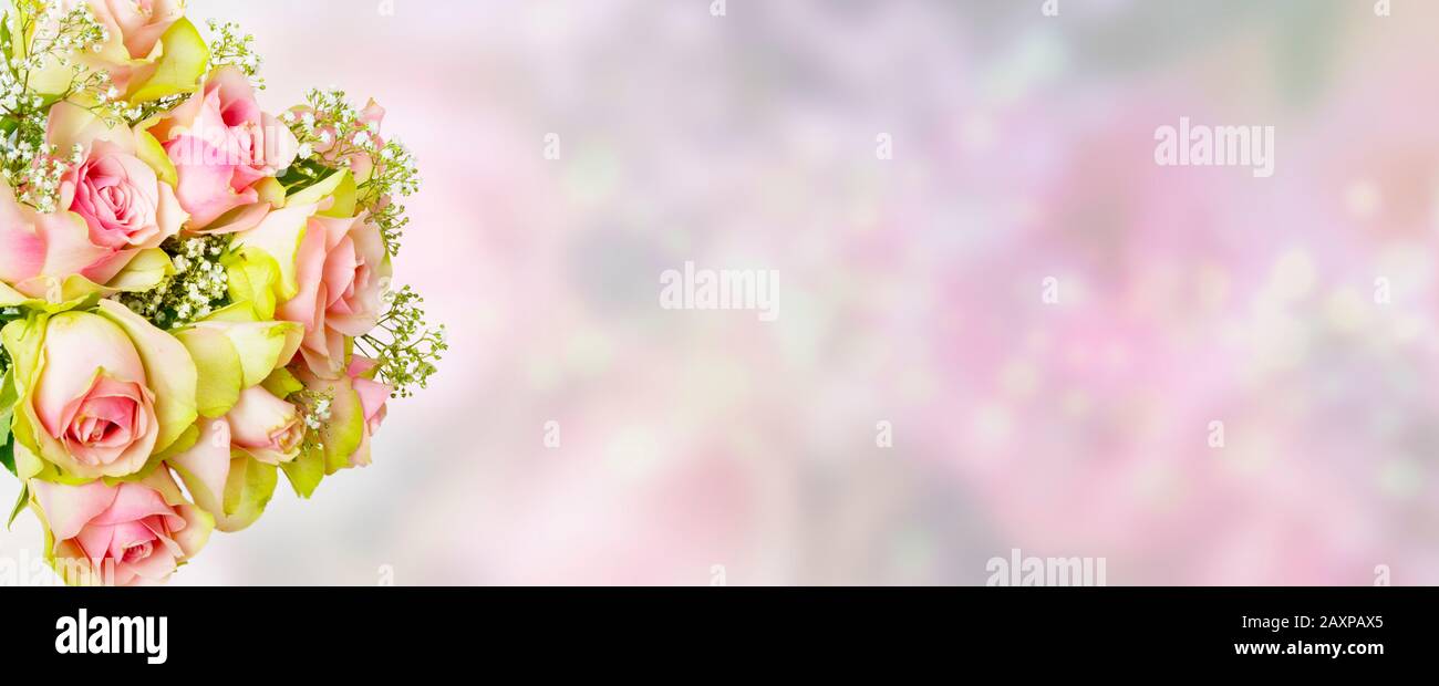 pink roses in front of blurred background in panorama form Stock Photo