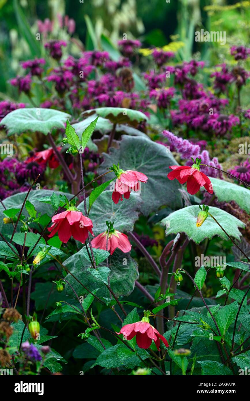 dahlia,single dahlias,seedling,red flowers,senecio cristobalensis,flowering,RM floral Stock Photo