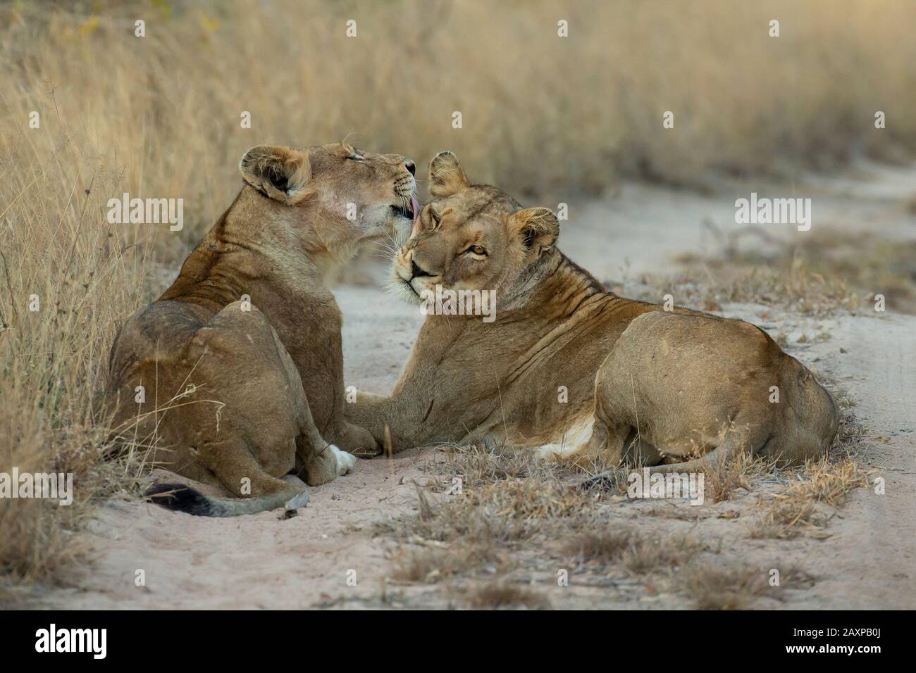 Lionesses (Panthera leo) Stock Photo