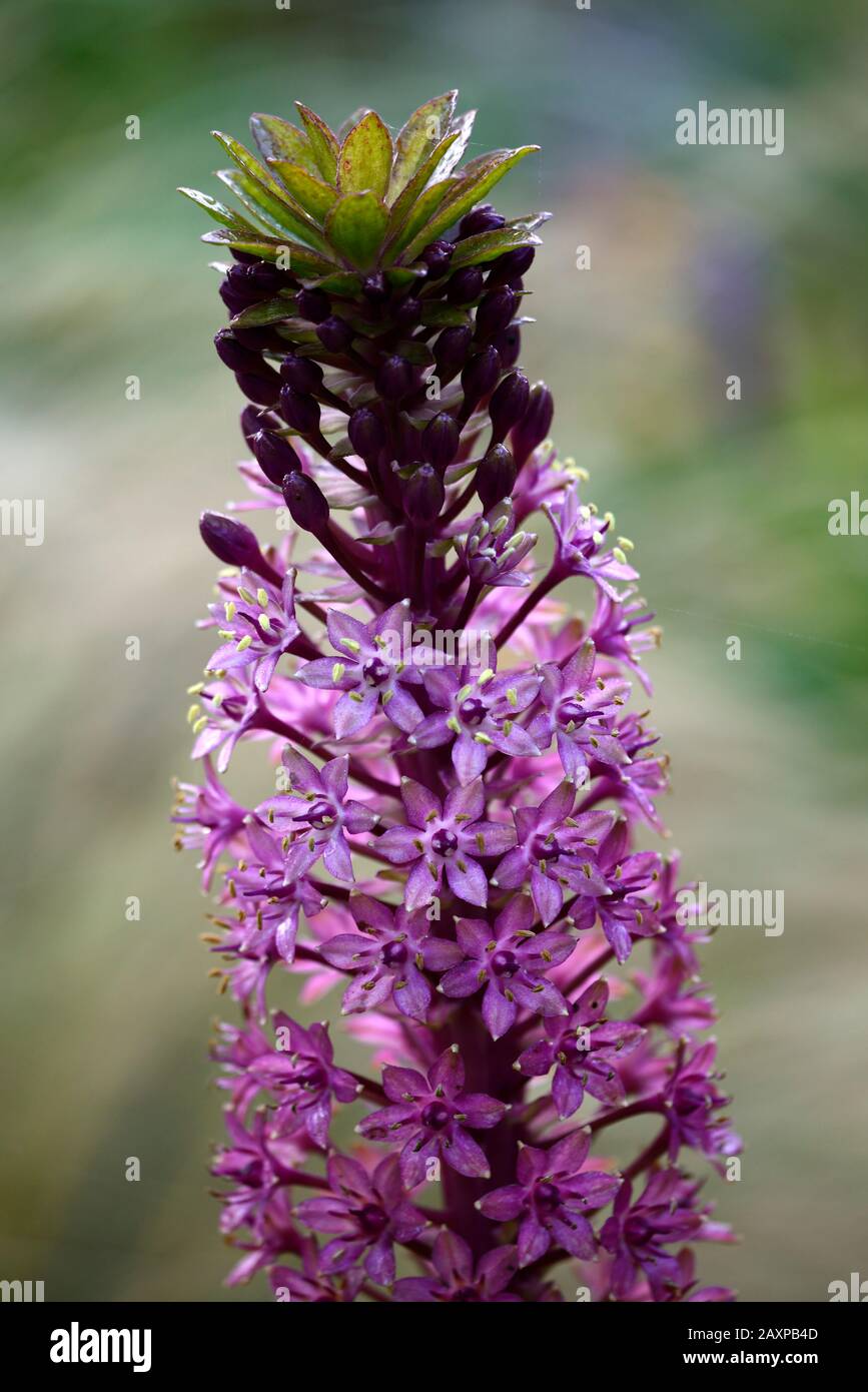 Eucomis comosa Pink Gin,Pineapple lily,racemes,raceme, red-purple, leafy bract,bracts,flower,flowers,pink flowers,flowering,RM Floral Stock Photo