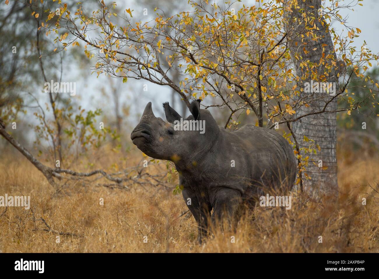The southern white rhinoceros or southern square-lipped rhinoceros (Ceratotherium simum simum) Stock Photo
