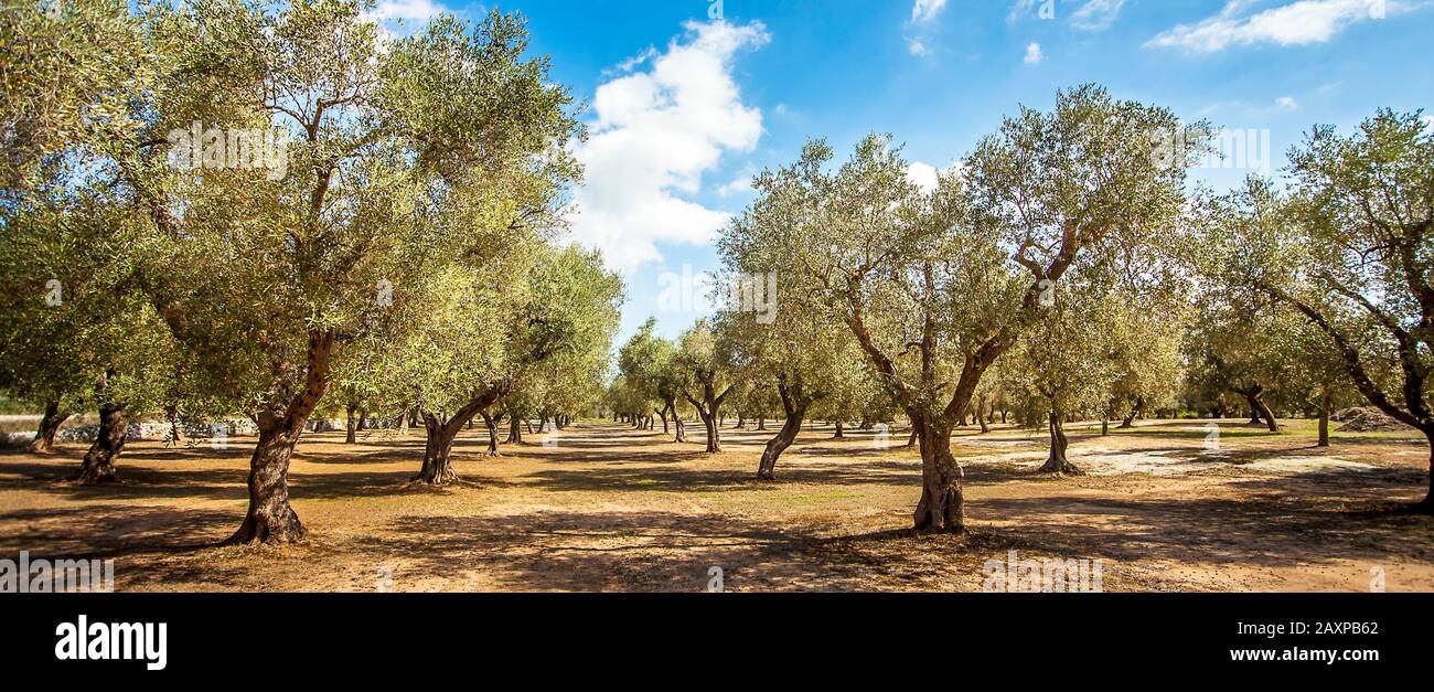 Olive plantation at Torre Sant Andrea Puglia Italy Stock Photo