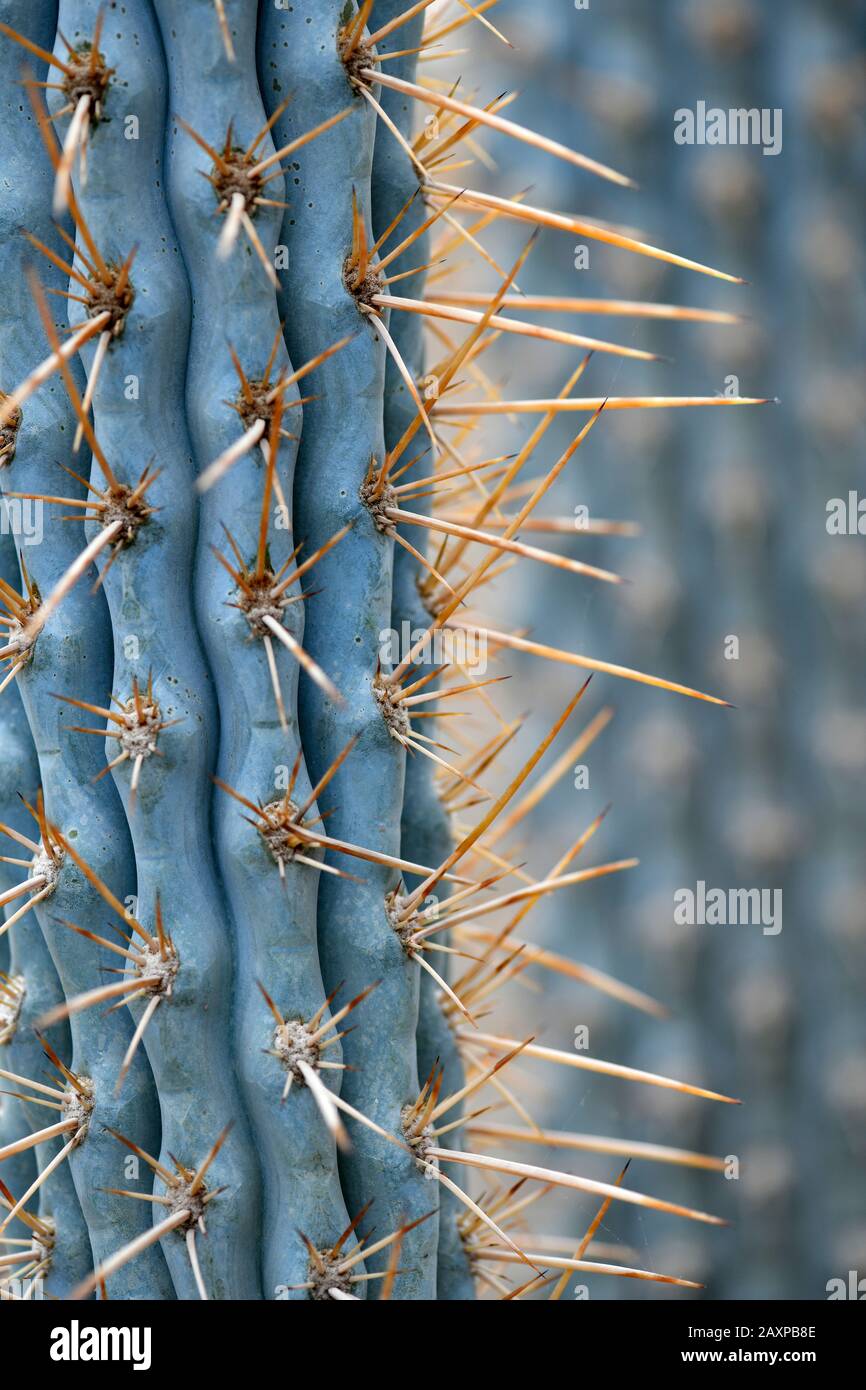Cactus Browningia (Browningia hertlingiana), Peru Stock Photo