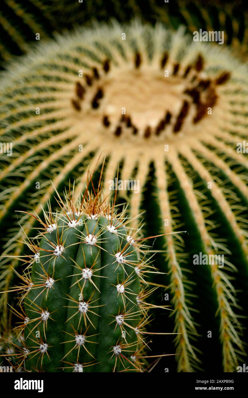 Cacti, Echinopsis  (Echinopsis candicans), in front of golden barrel cactus (Echinocactus grusonii), Mexico Stock Photo