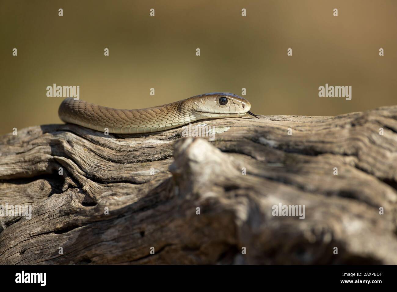 The black mamba (Dendroaspis polylepis) is an extremely venomous snake Stock Photo