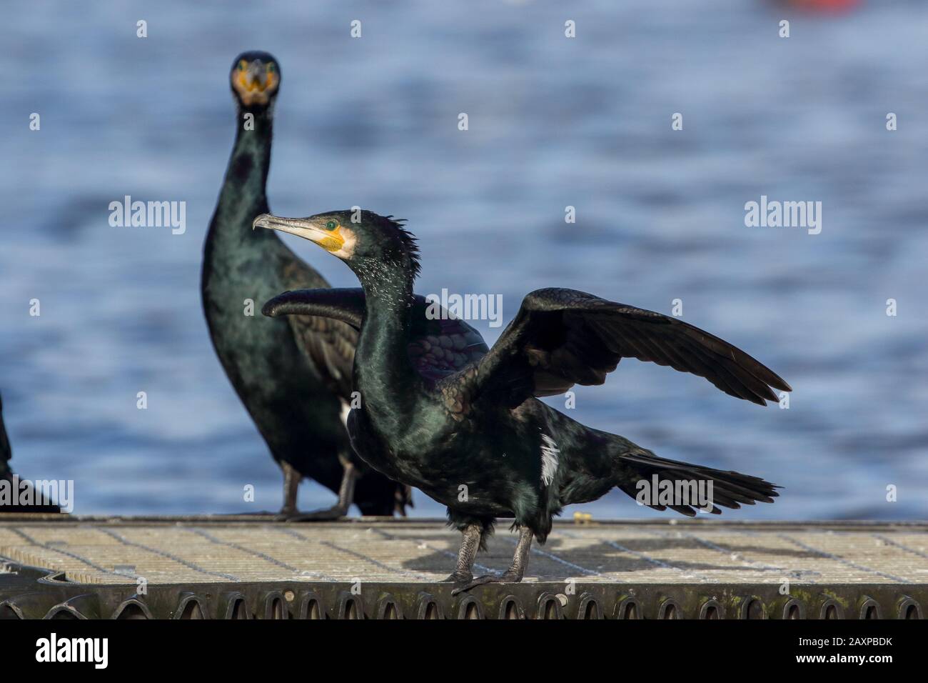 Cormorants feet hires stock photography and images Alamy