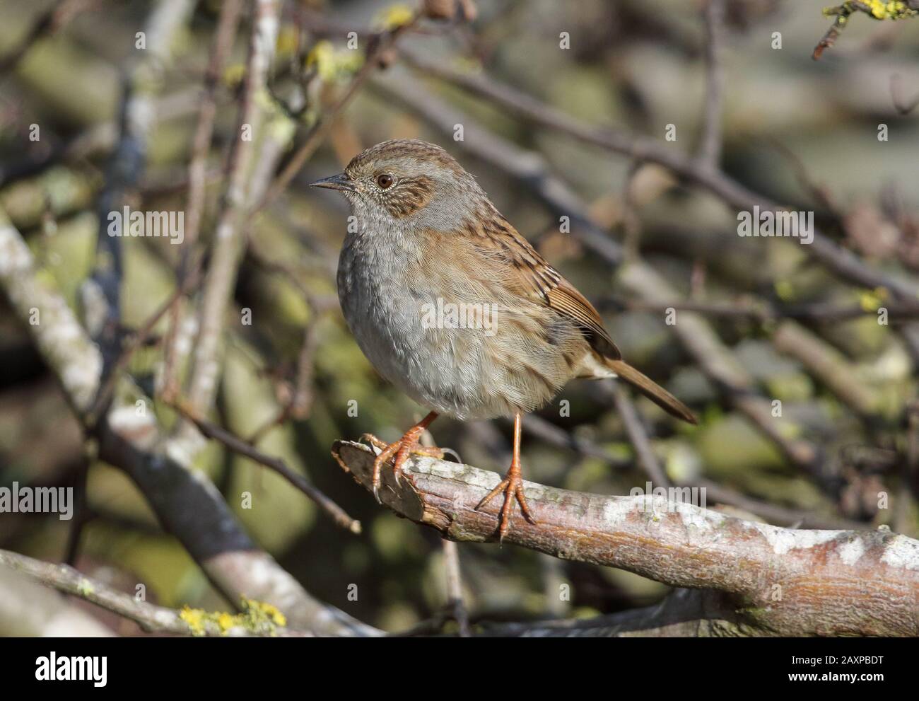 Dunnock (Prunella modularis Stock Photo - Alamy