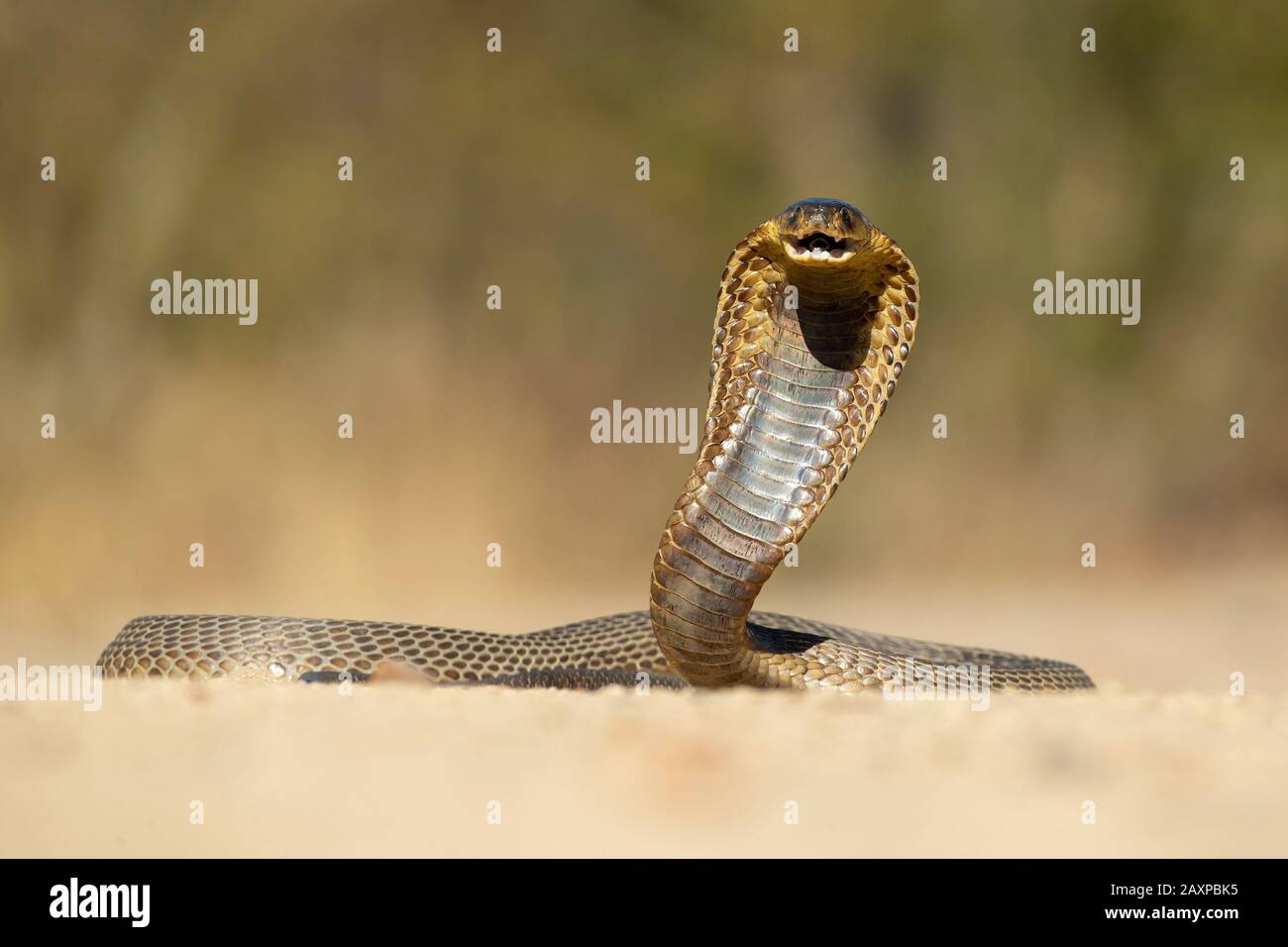 File:Snake-cobra.gif - Wikimedia Commons