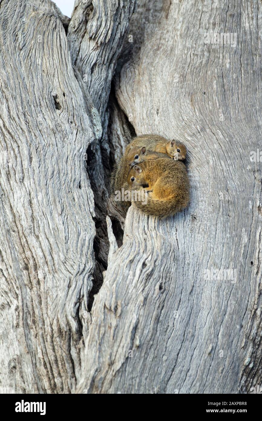 Tree Squirrel or Smith's Bush Squirrel (Paraxerus cepapi) Stock Photo