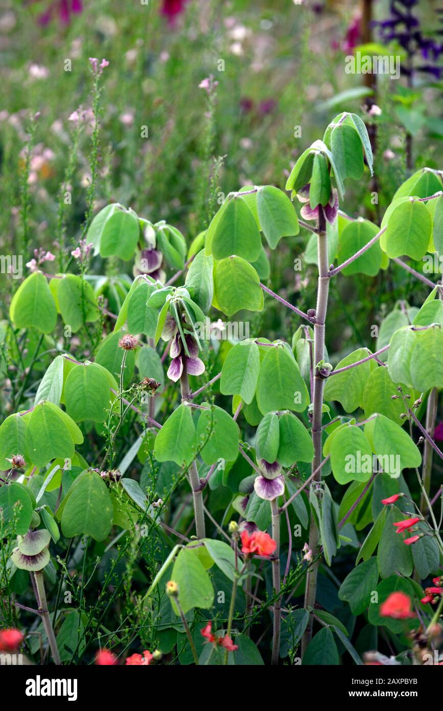 Amicia zygomeris,green leaves,foliage,yoke-leaved amicia,purple-veined stipules,heart shaped leaves,exotic plant,unusual,garden,gardens,RM Floral Stock Photo