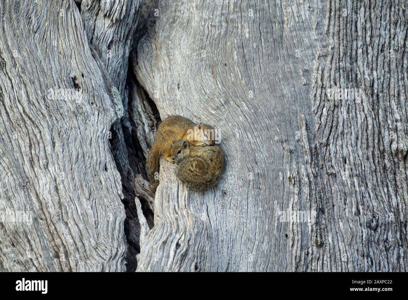 Tree Squirrel or Smith's Bush Squirrel (Paraxerus cepapi) Stock Photo