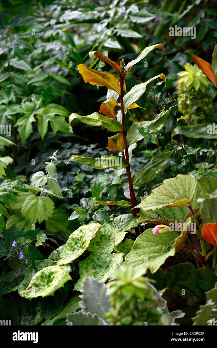 podophyllum spotty dotty,begonia,ginger,Zingiber officinale,leaves,foliage,mix,mixed planting combination,scheme,RM Floral Stock Photo