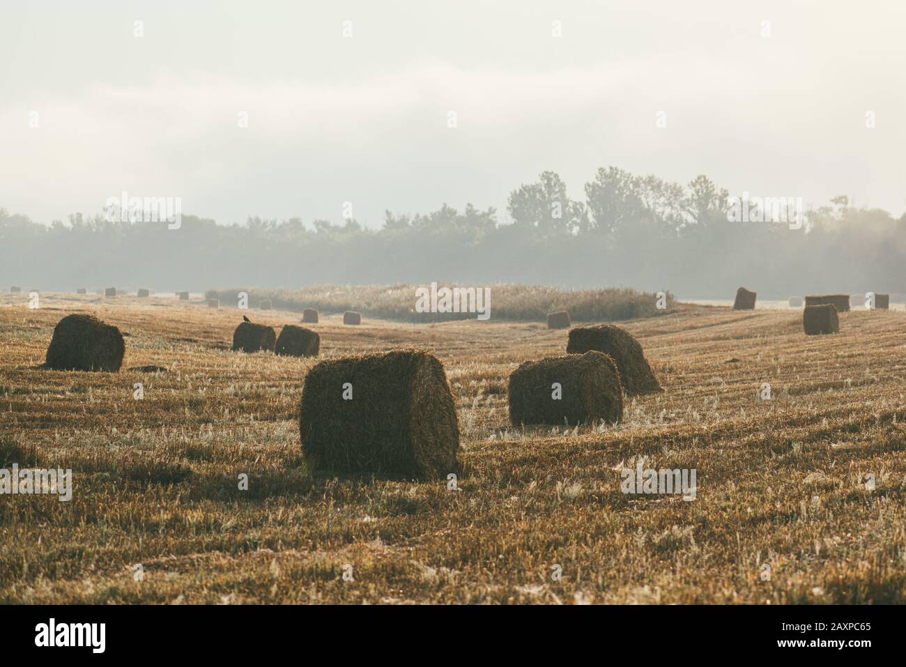 A late summer morning misty landscape with round hay bales. Scene of ...