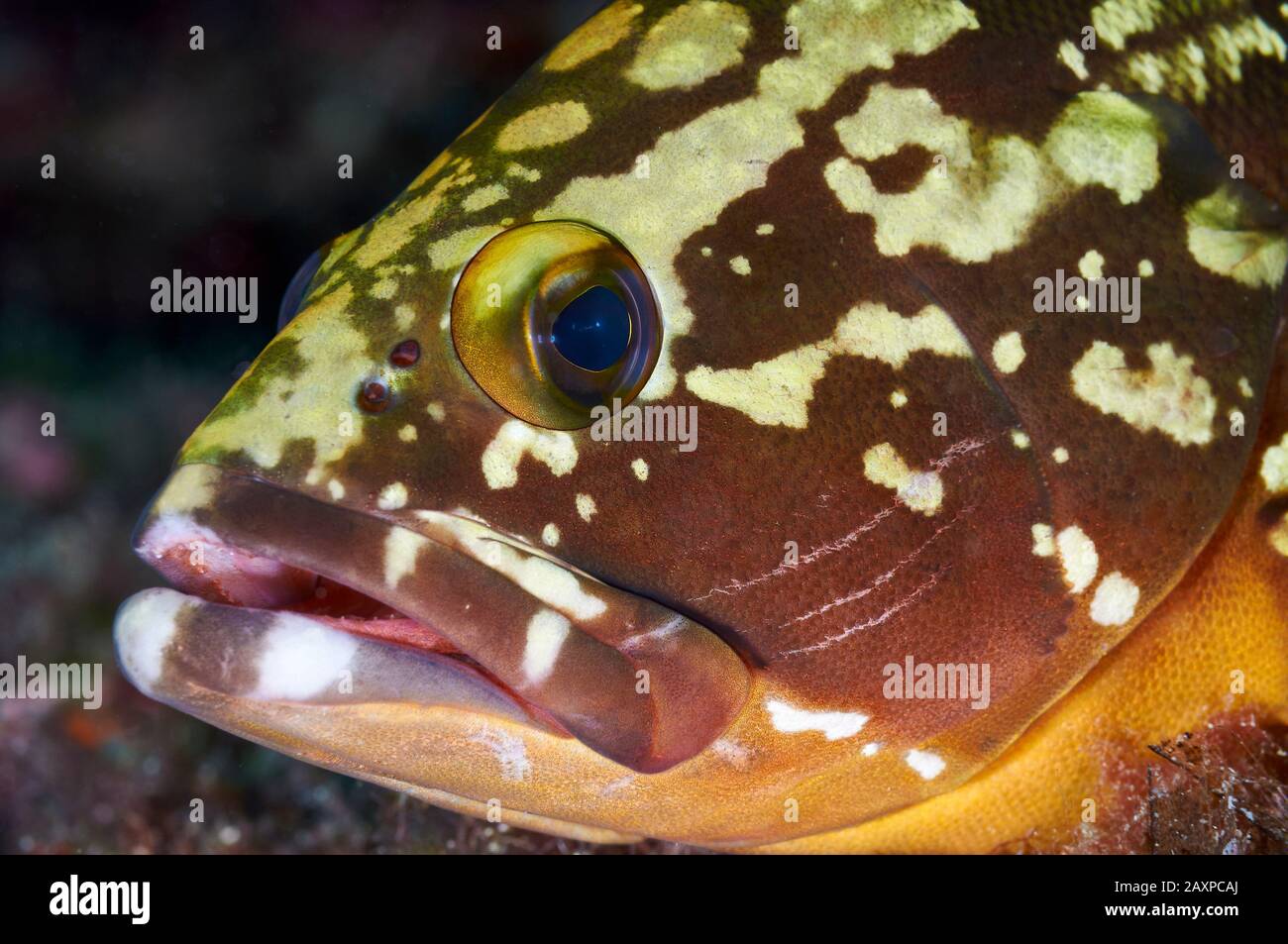 Dusky grouper (Epinephelus marginatus) underwater close-up in Ses Salines Natural Park (Formentera, Balearic Islands, Mediterranean Sea, Spain) Stock Photo