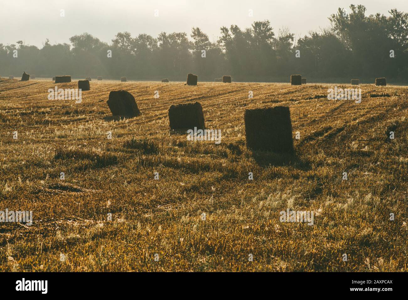 A late summer morning misty landscape with round hay bales. Scene of ...