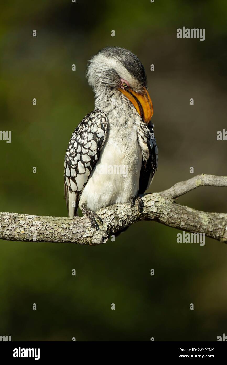Southern yellow-billed hornbill (Tockus leucomelas) preening Stock Photo