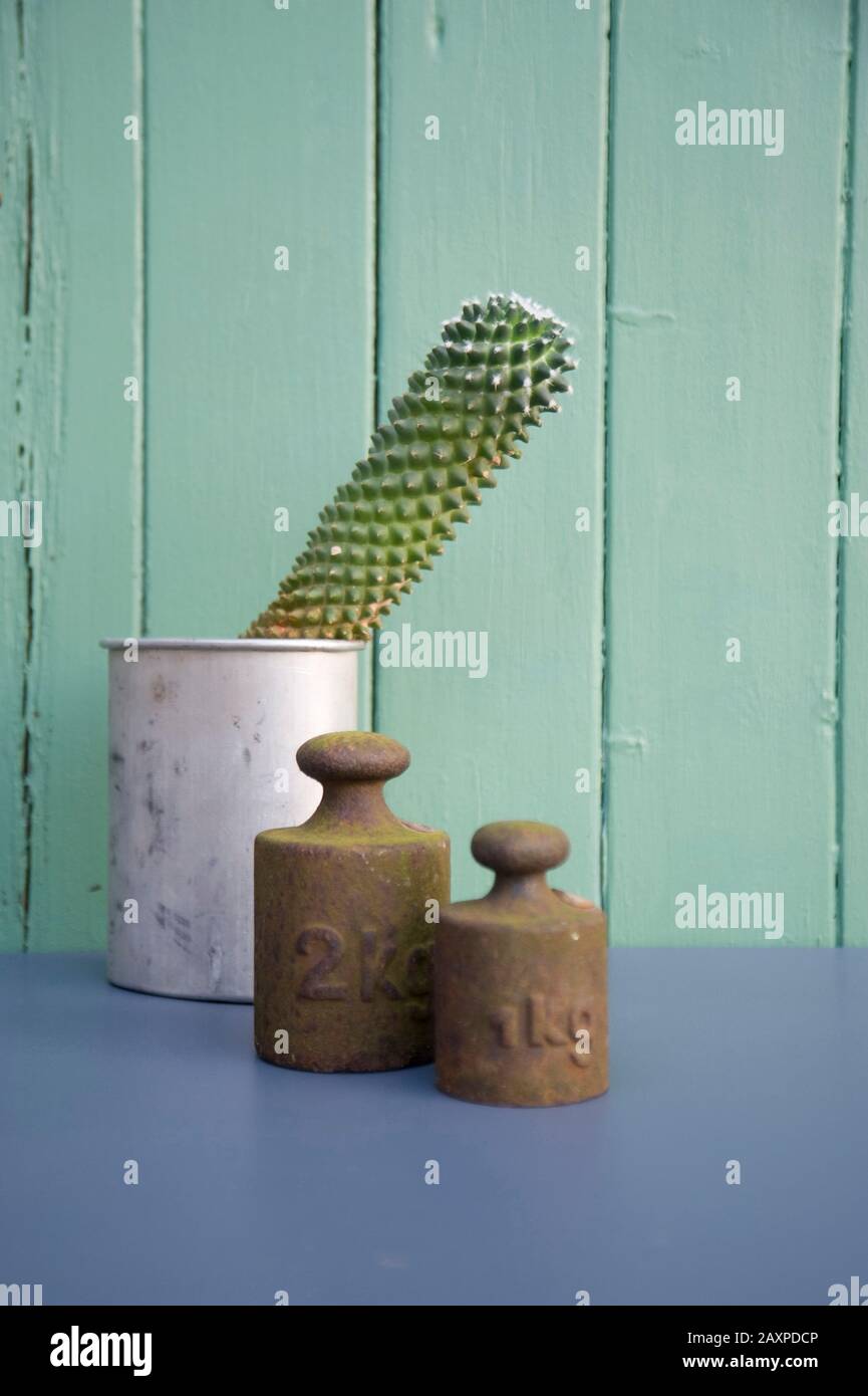 old weights and cactus in a rusty tin Stock Photo