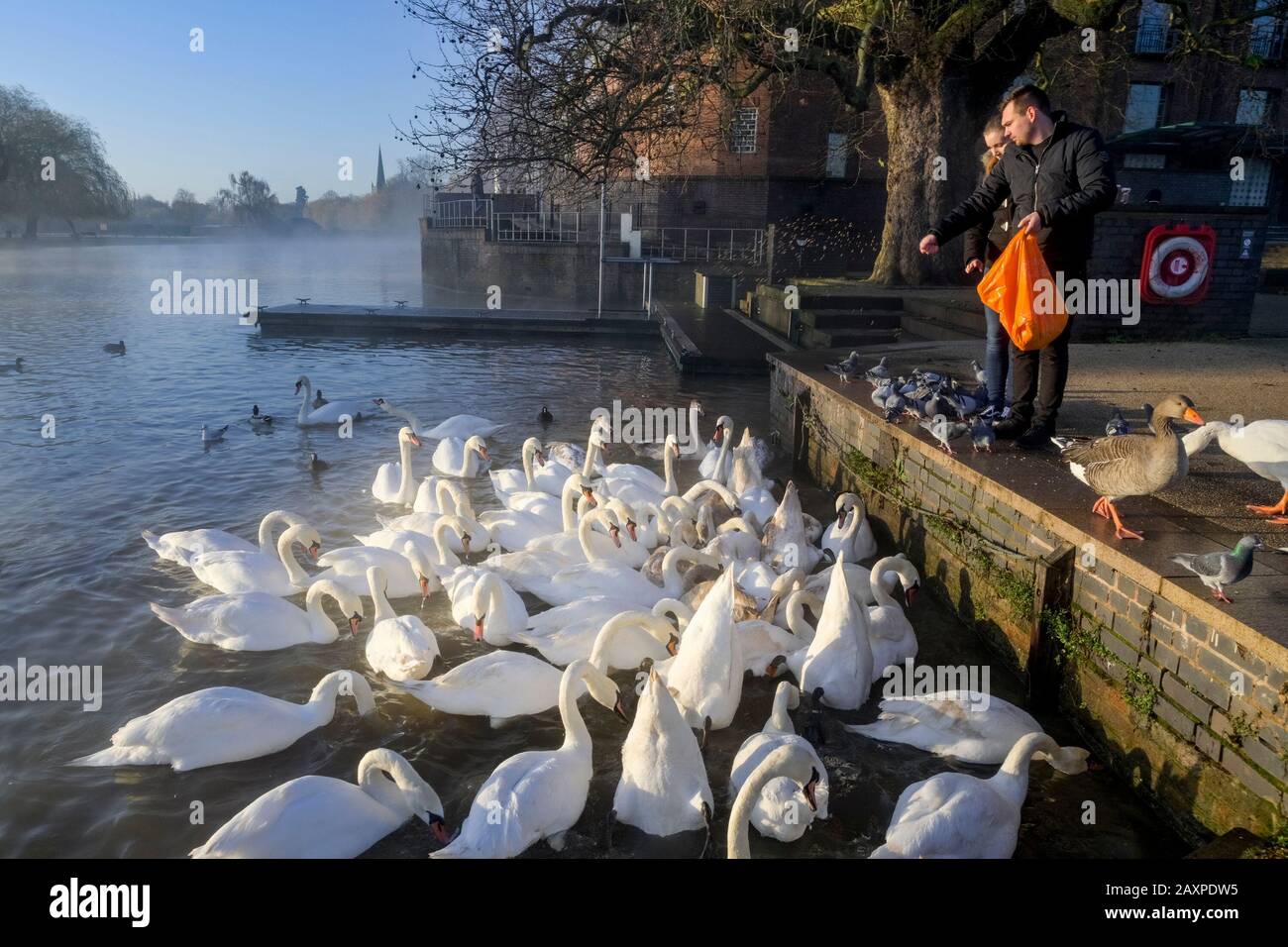 Couple feeding swans, Stratford upon Avon, Warwickshire, England, UK Stock Photo