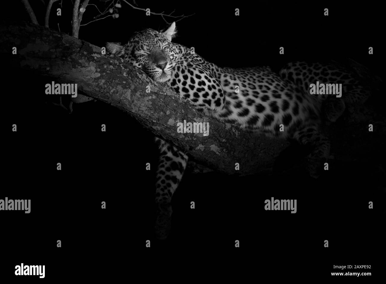 Black leopard tree hi-res stock photography and images - Alamy