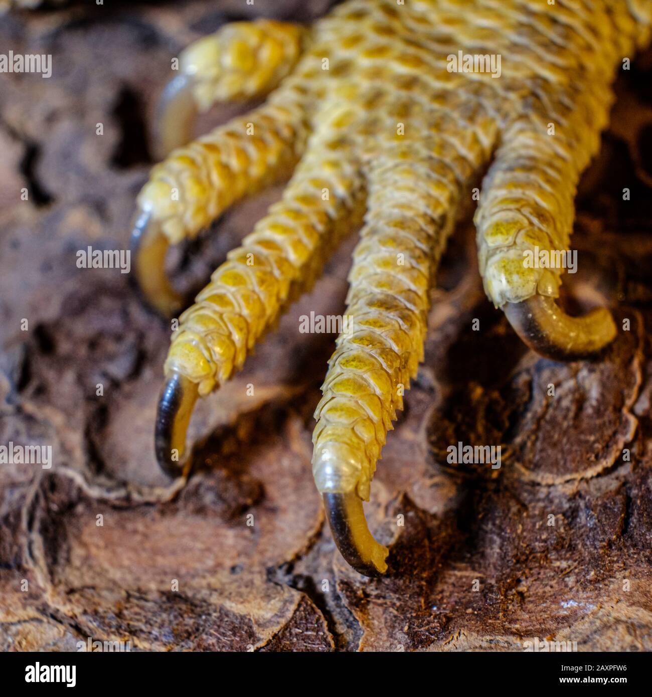 A Bearded Dragon Lizard Pet Close Up Stock Photo Alamy,1st Anniversary Ideas In Lockdown