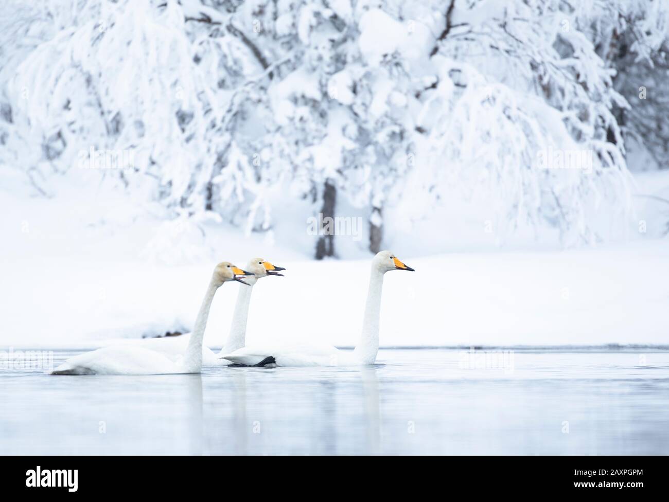 Whooper swan, cygnus cygnus, winter, three Stock Photo