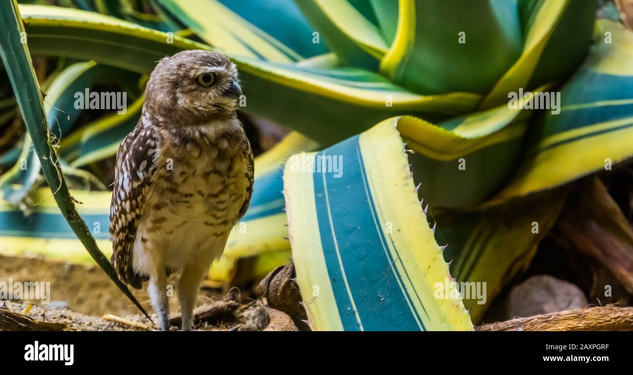 beautiful closeup portrait of a burrowing owl, long legged owl specie