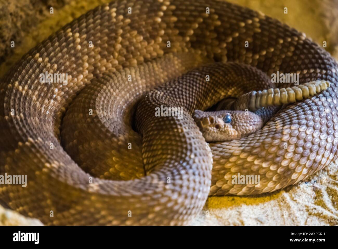 closeup portrait of a coiled up red diamond rattlesnake,venomous pit