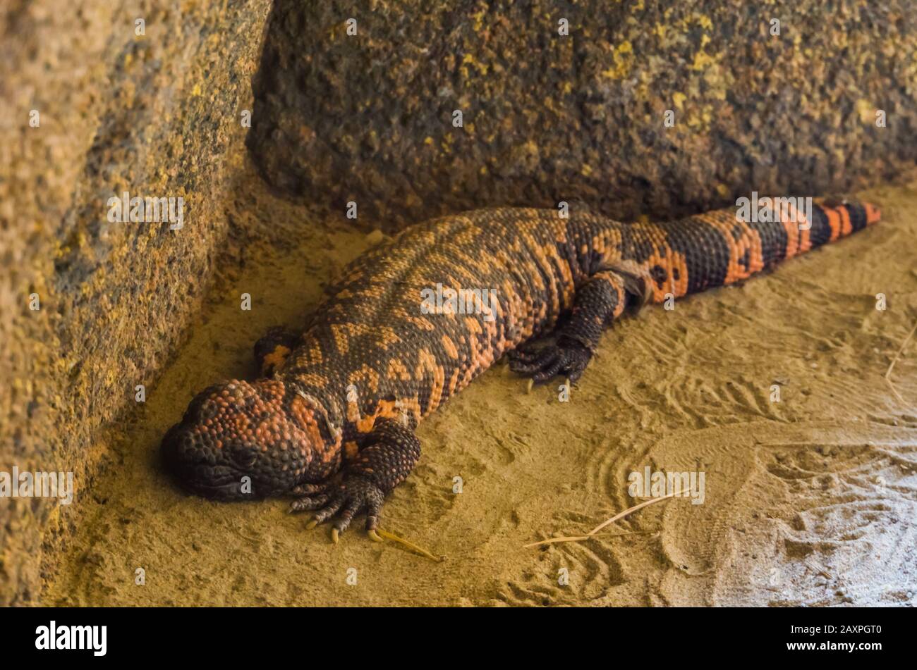 closeup of a gila monster, venomous lizard from the desert of America, Tropical reptile specie Stock Photo